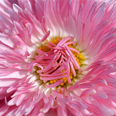 Fotodiox Pro Automatic Macro Extension Tube Set for Canon EOS M (EF-M) Mount Mirrorless Cameras for Extreme Close-up Photography