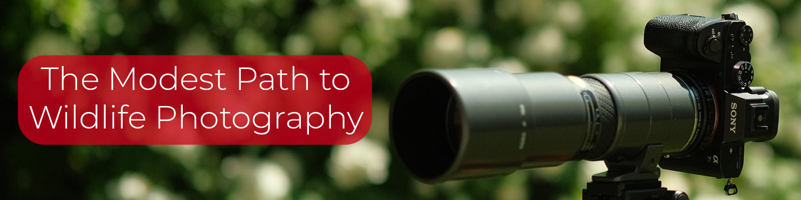 The Modest Path to Wildlife Photography