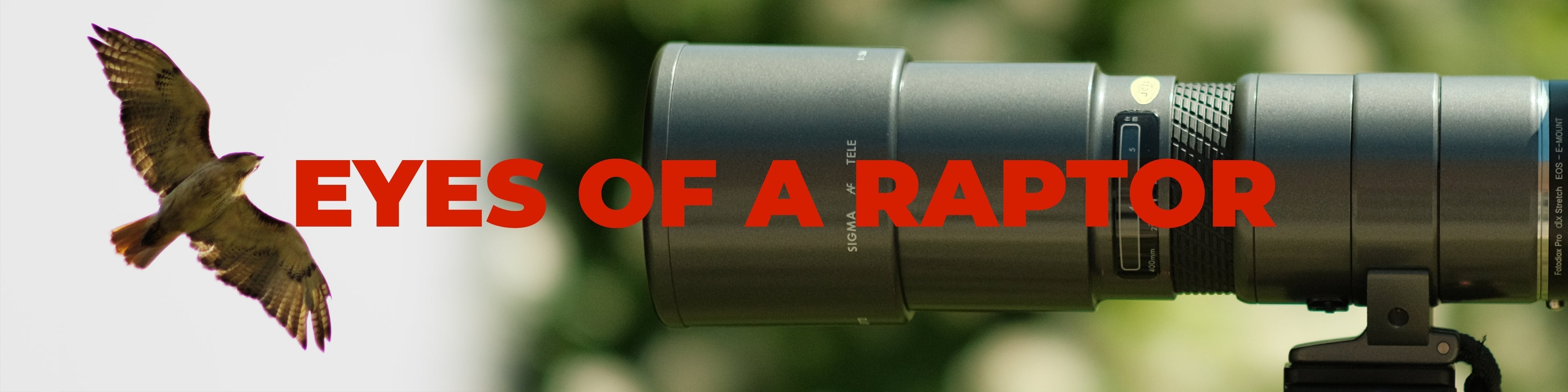 Eyes of a Raptor